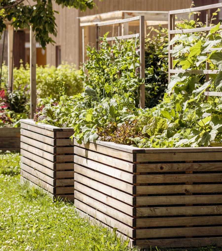 high-bed-in-garden-greenhouse-raised-bed-with-vegetables-outdoors-modern-growing-concept